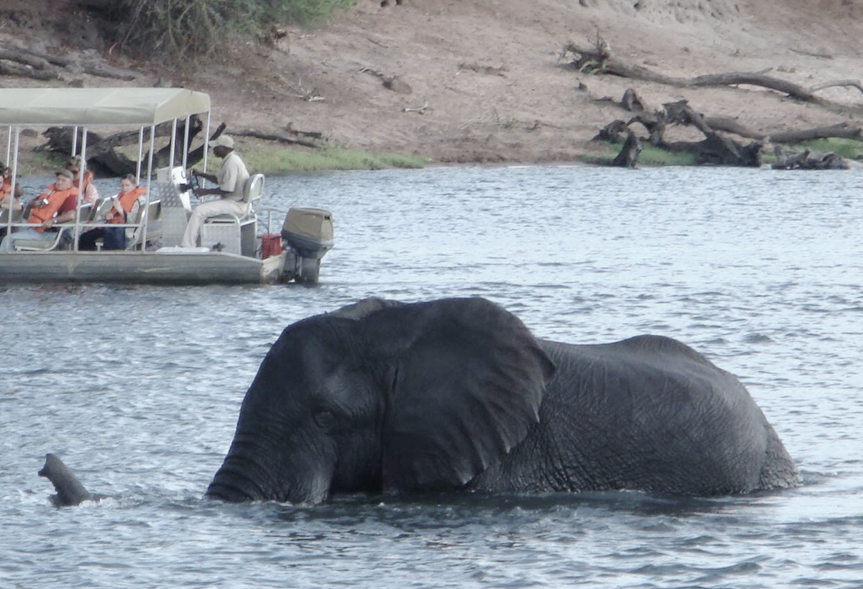 Elephant half-submerged in a body of water with a ferry of human watchers behind.