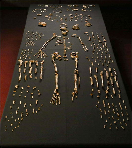 A nearly complete skeleton surrounded by off-white bone fragments on a black table.