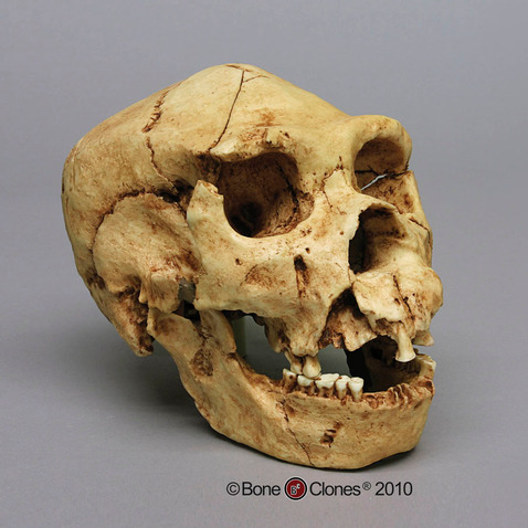 Archaic Homo sapiens skull cast with mandible.