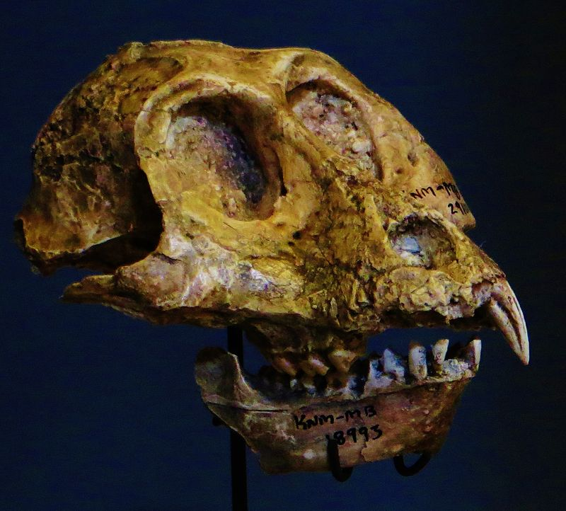 Front view of skull with pointed teeth.