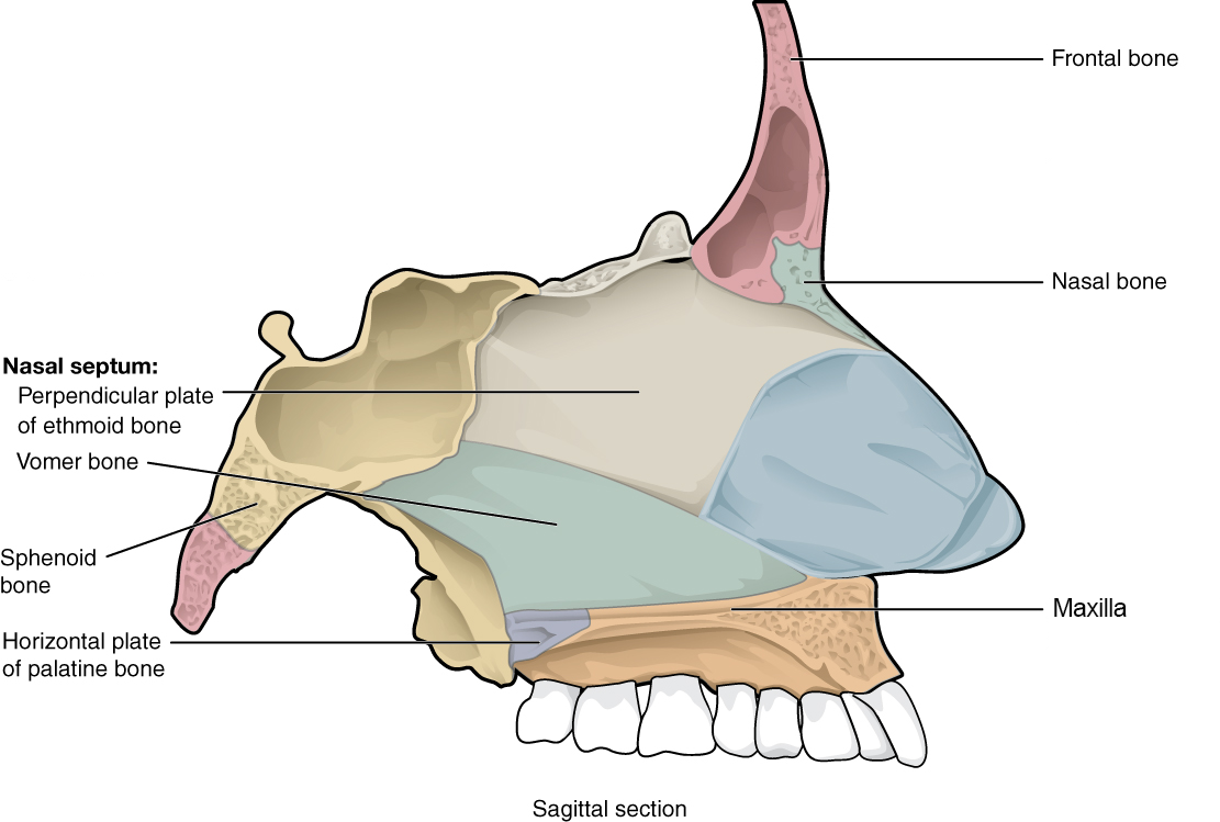 Nasal cavity with bones shaded in different colors.