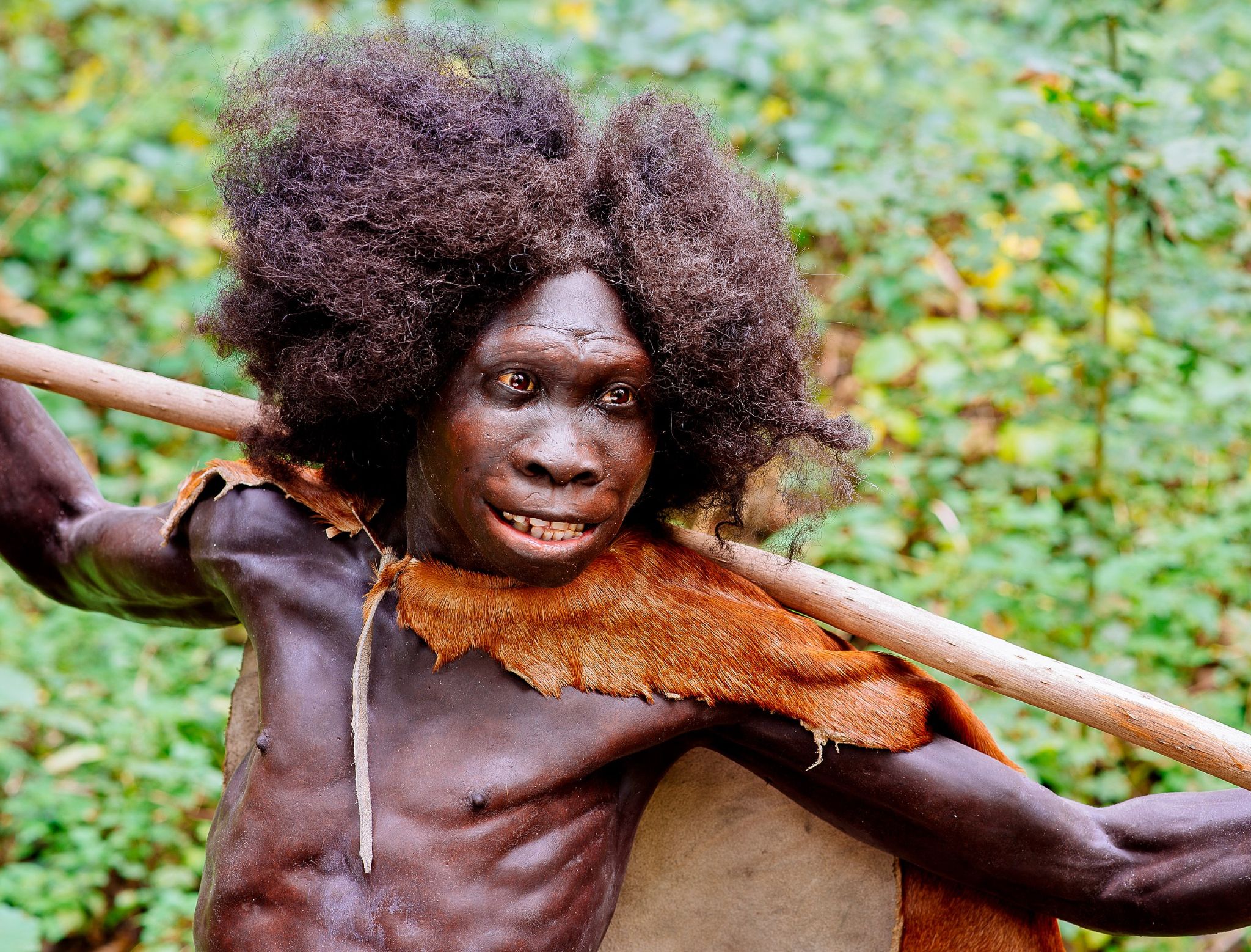 Reconstructed head and shoulders of a young Homo erectus.