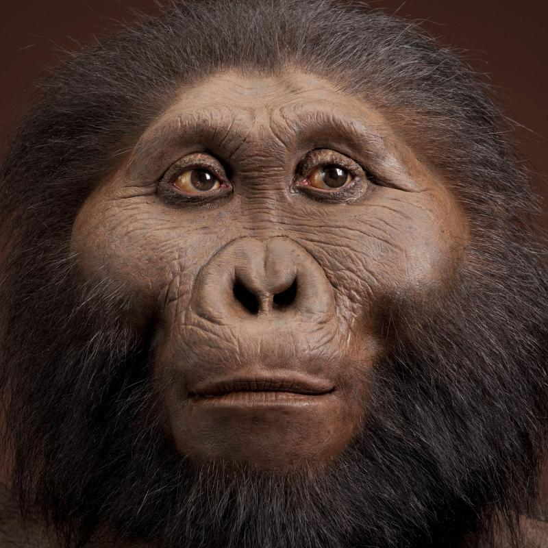 Life-like reconstruction of Paranthropus boisei.
