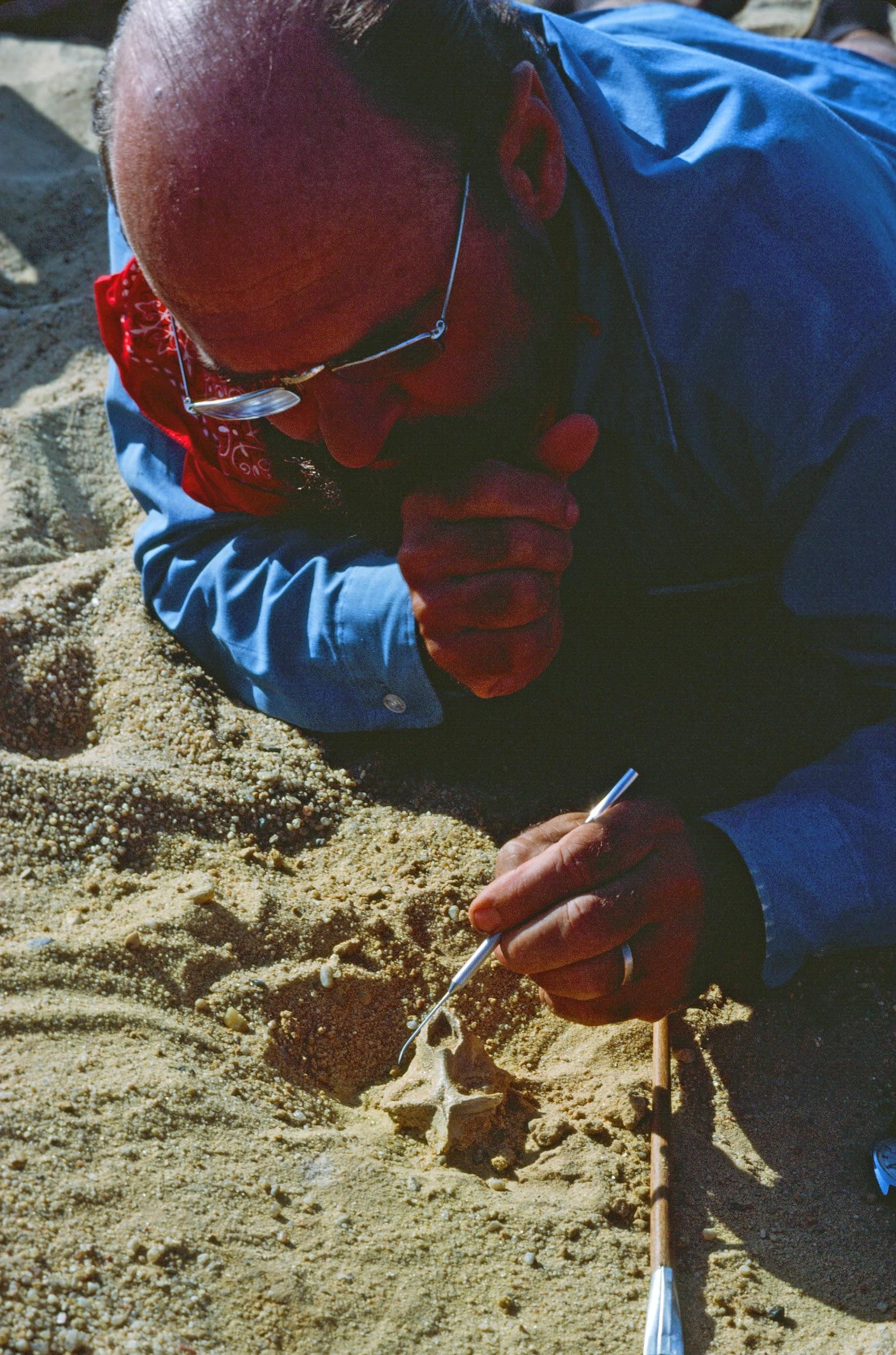 A person using a tool to expose bone in sand.