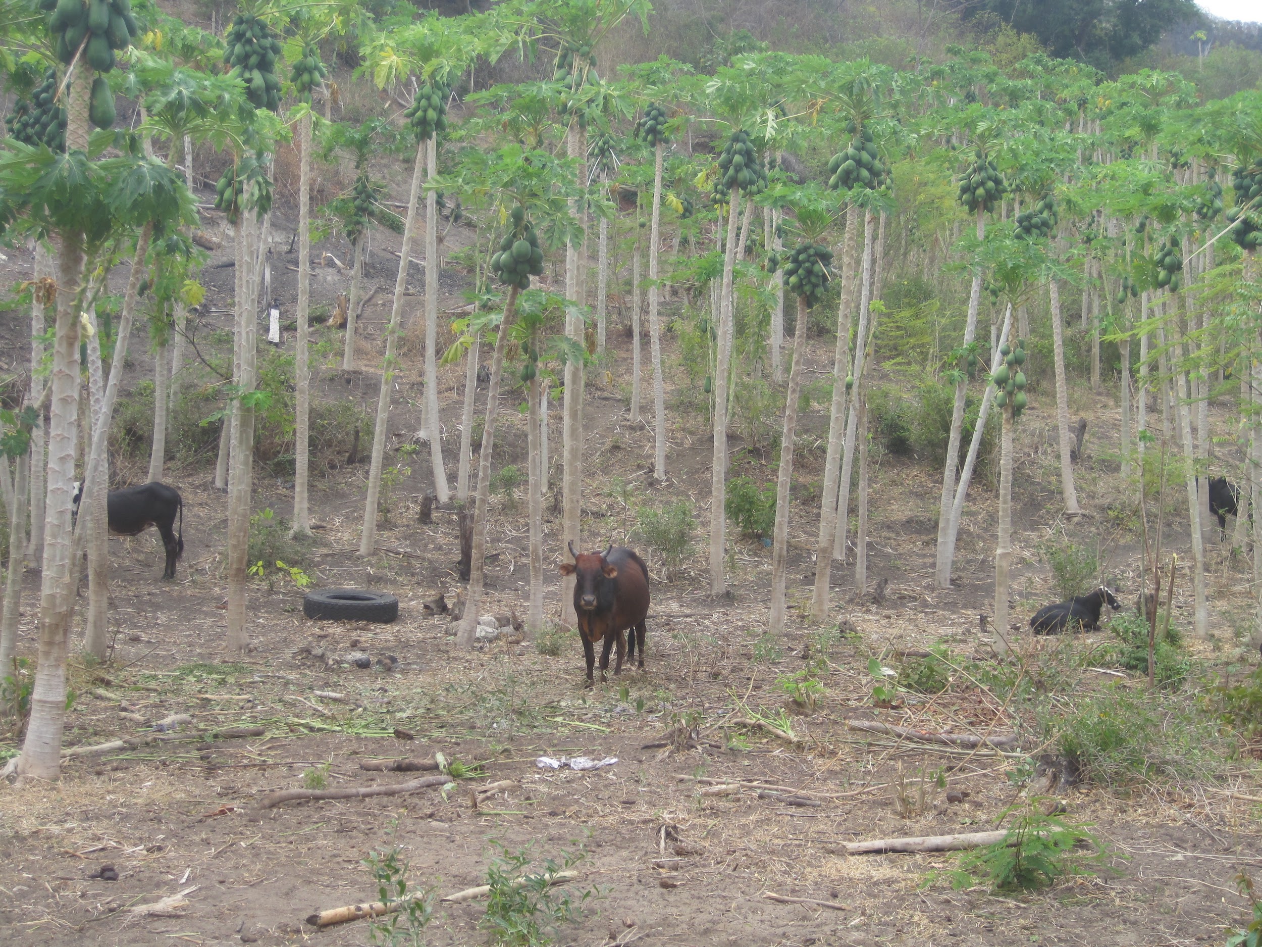 Cows stand in a field of papaya trees with sparse foreground.
