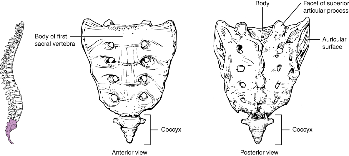 Anterior and posterior views of isolated sacrum.