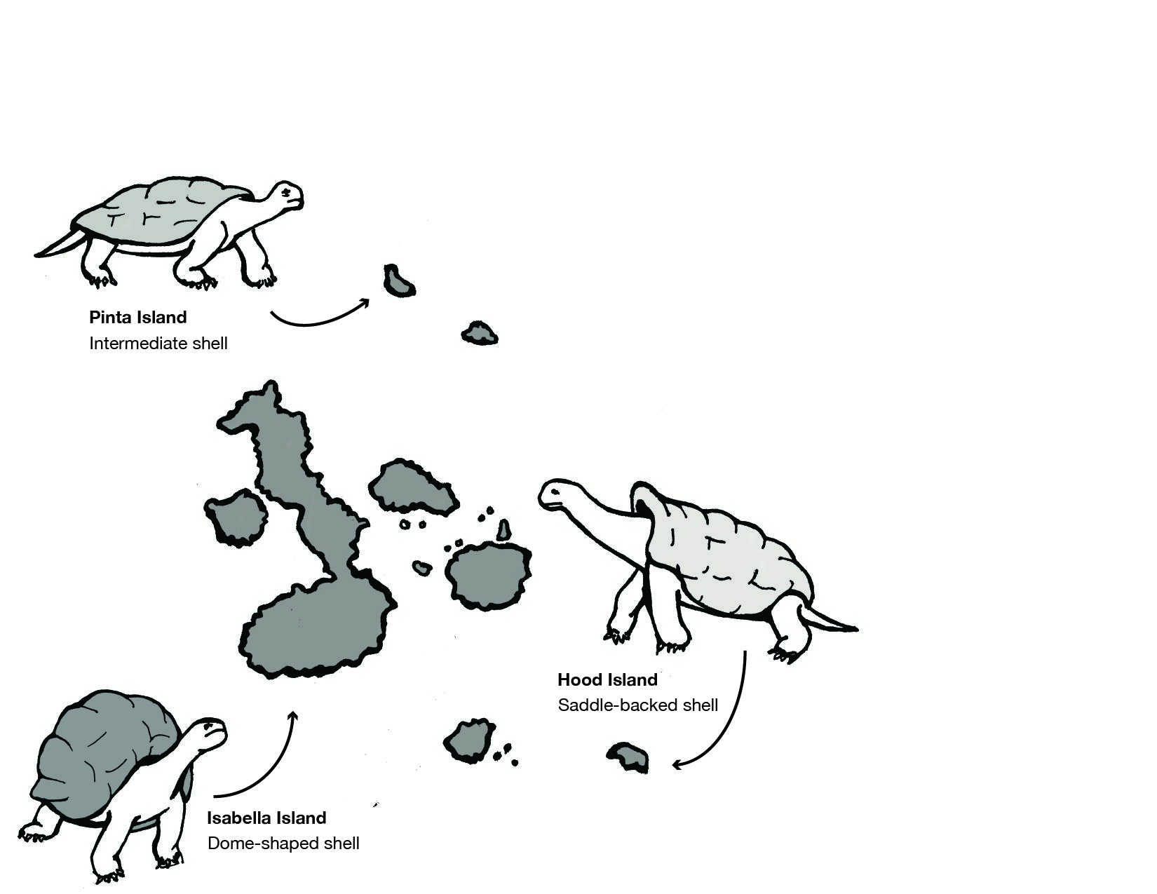 Hood Island tortoises have saddle-backed shells; Isabella Island, dome-shaped; Pinta Island, intermediate.