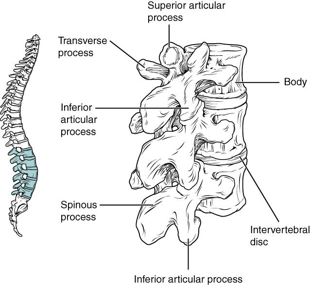 Lumbar vertebrae in articulation.