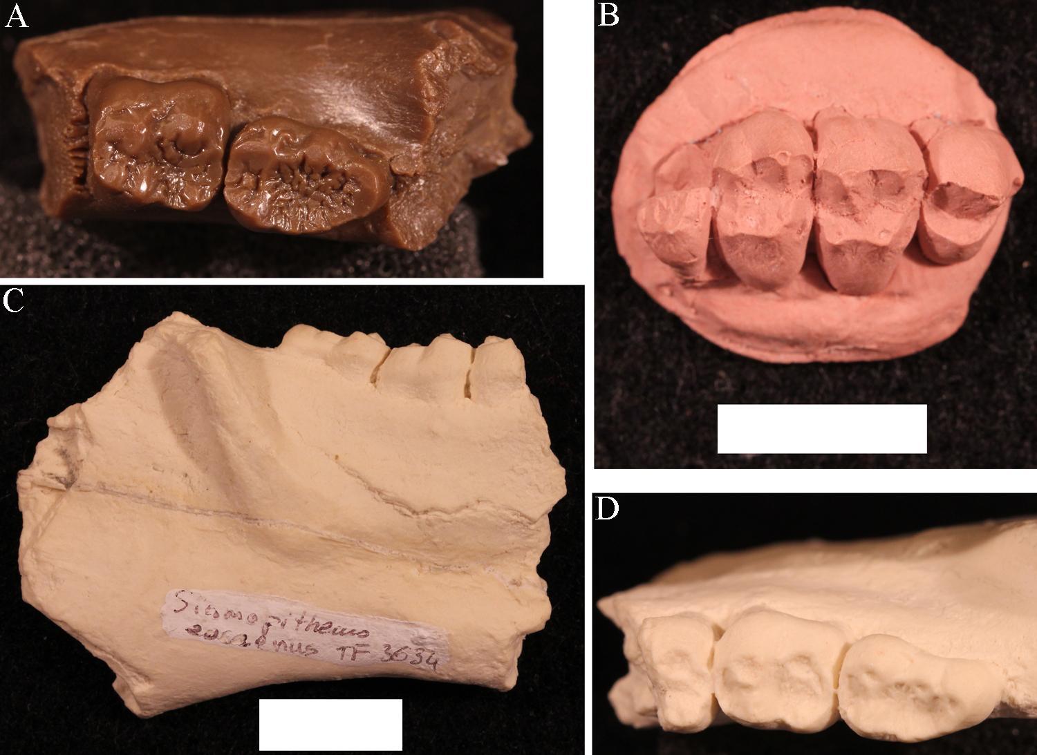 Four casts of jawbone fragments with teeth.