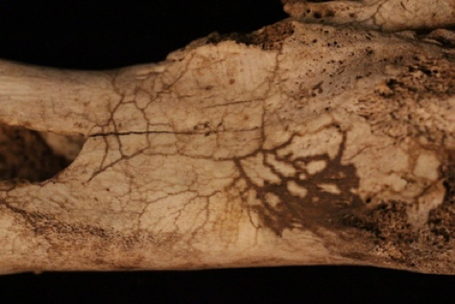 Animal bone with prominent, discolored grooves where roots leached nutrients from bone’s surface.