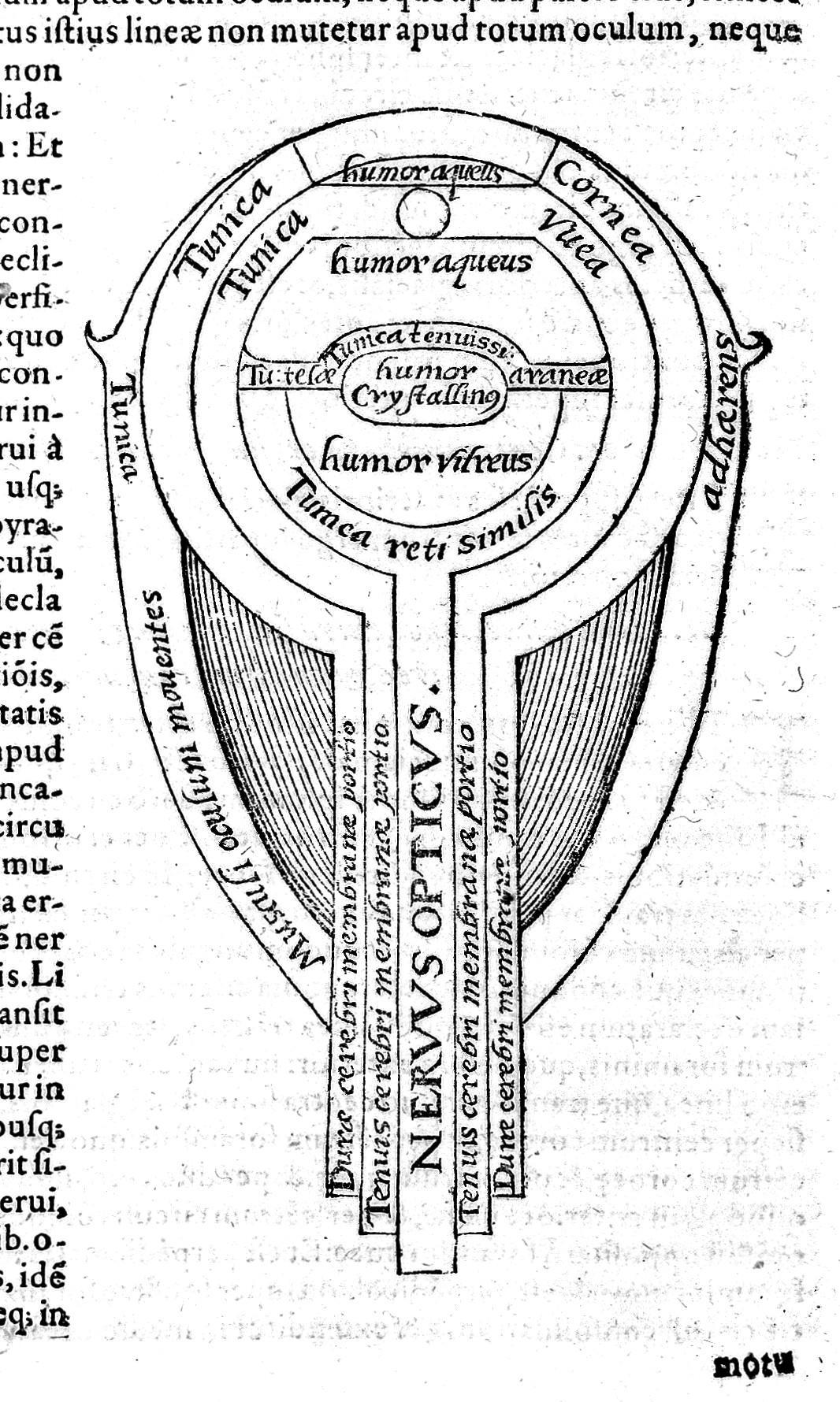 Labeled diagram of the eye and optic nerves.