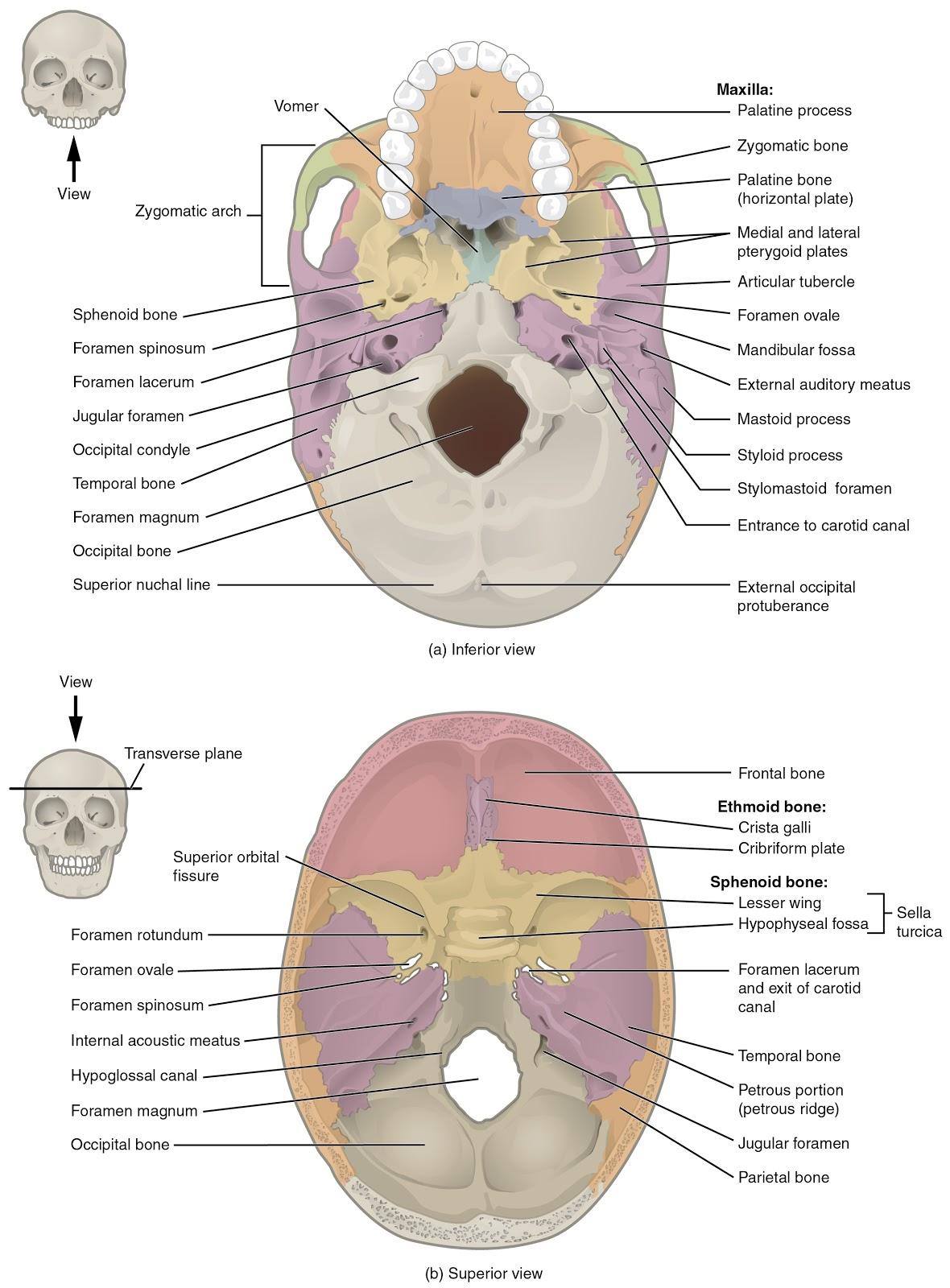 Base and internal cranium views colored to represent bones.
