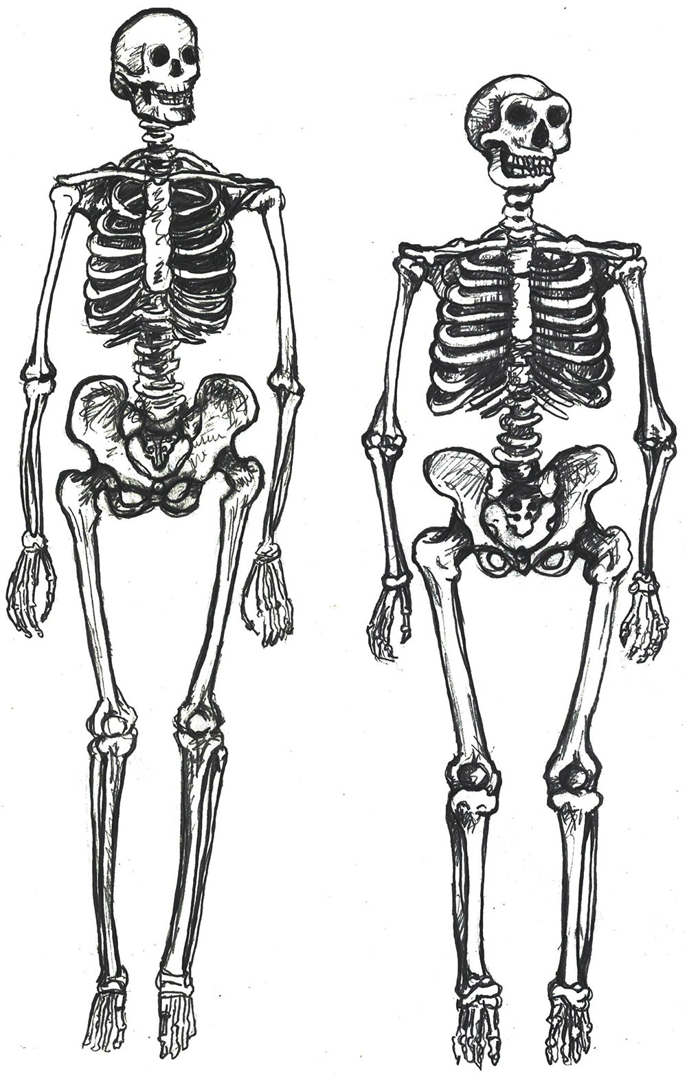 Two complete skeletons. The left is taller with a thinner frame.
