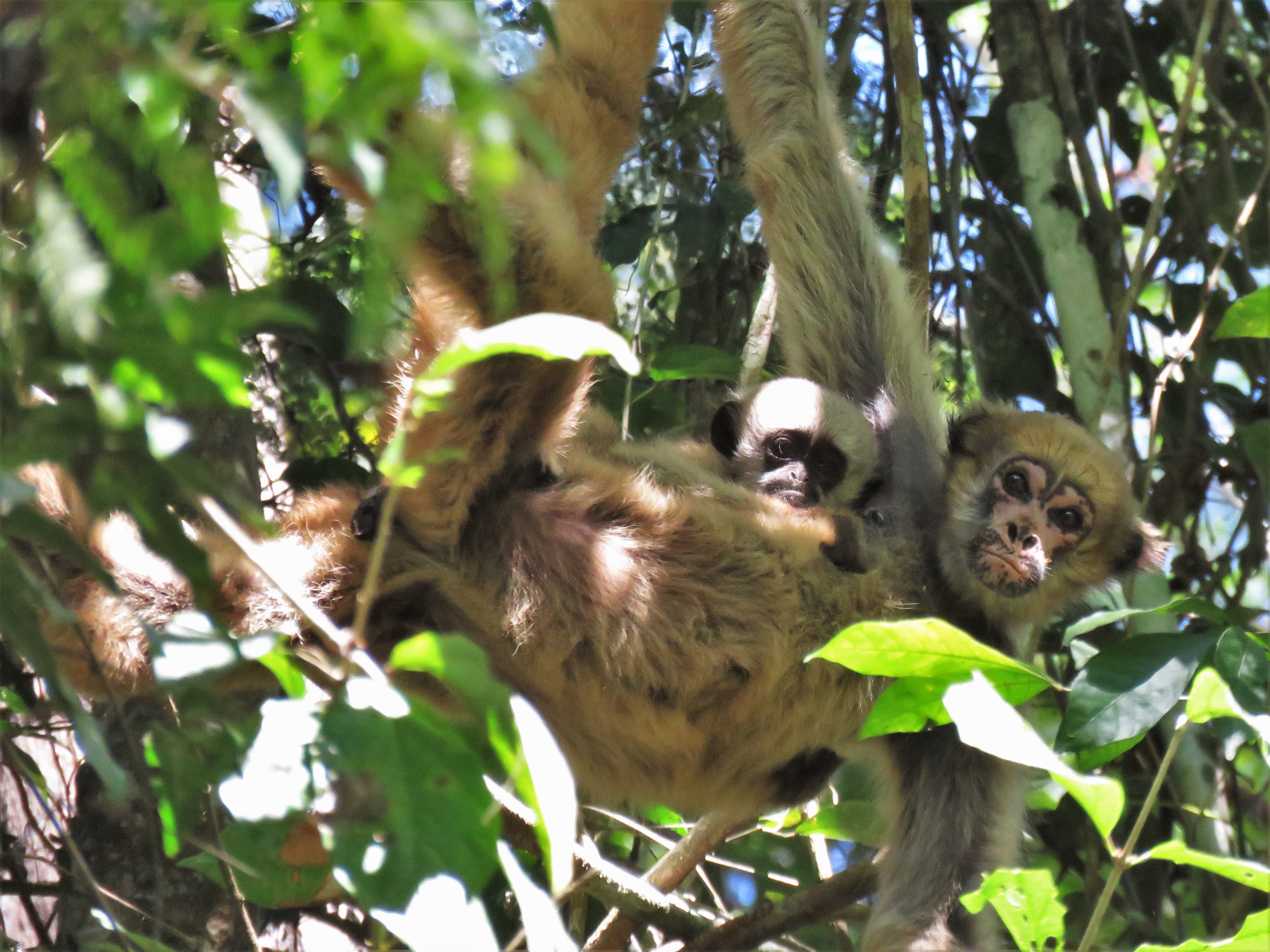 Female northern muriqui with infant in a tree.