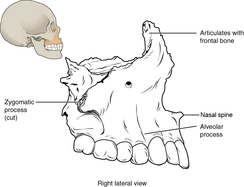 Right side view of isolated maxilla.