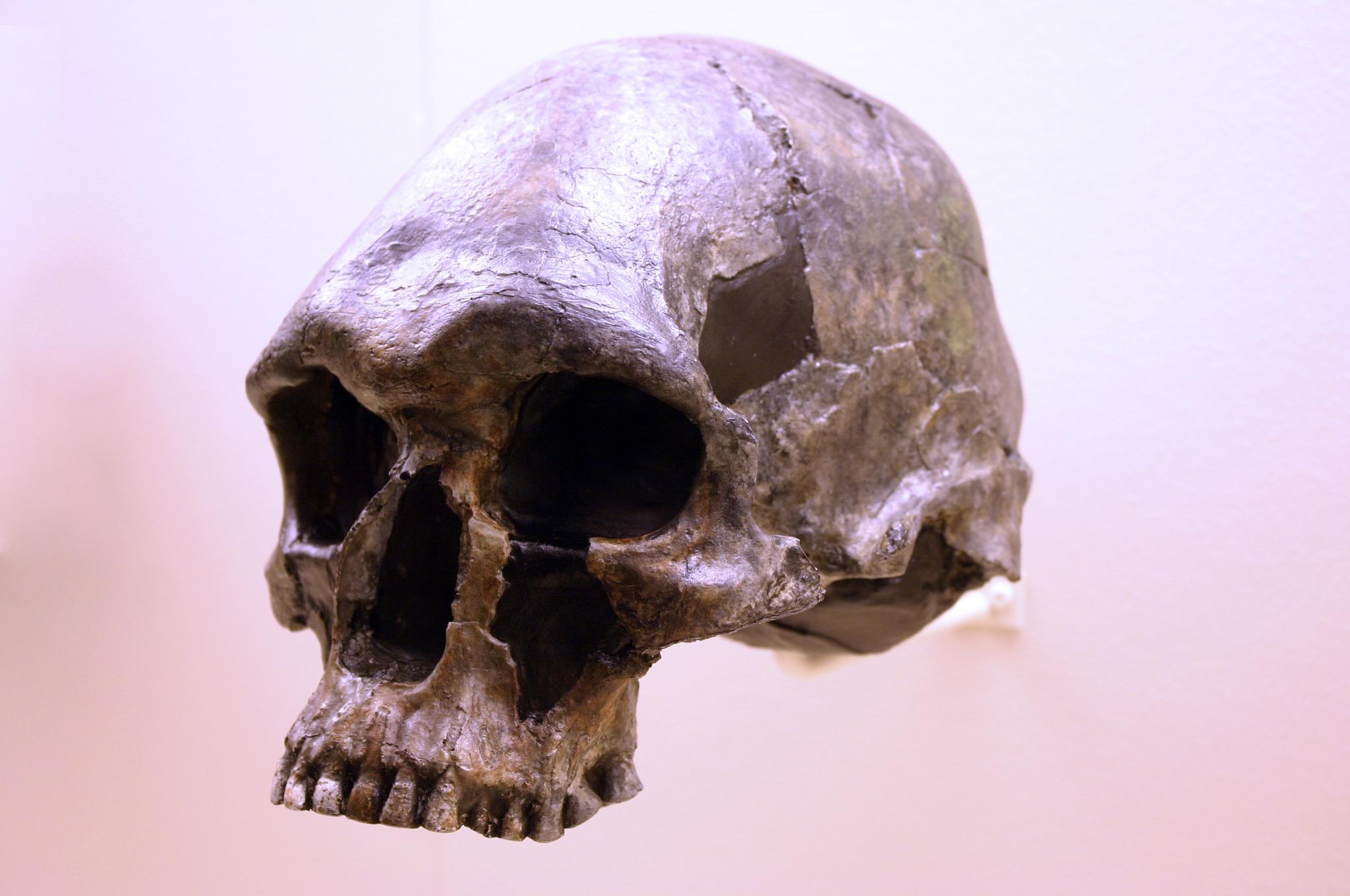 A cranium showing a diagonal sloping forehead.