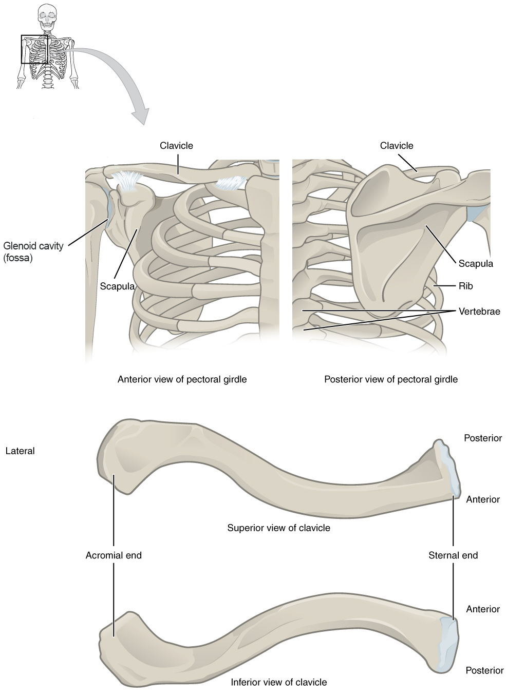 Anterior and posterior views of pectoral girdle and isolated clavicles.