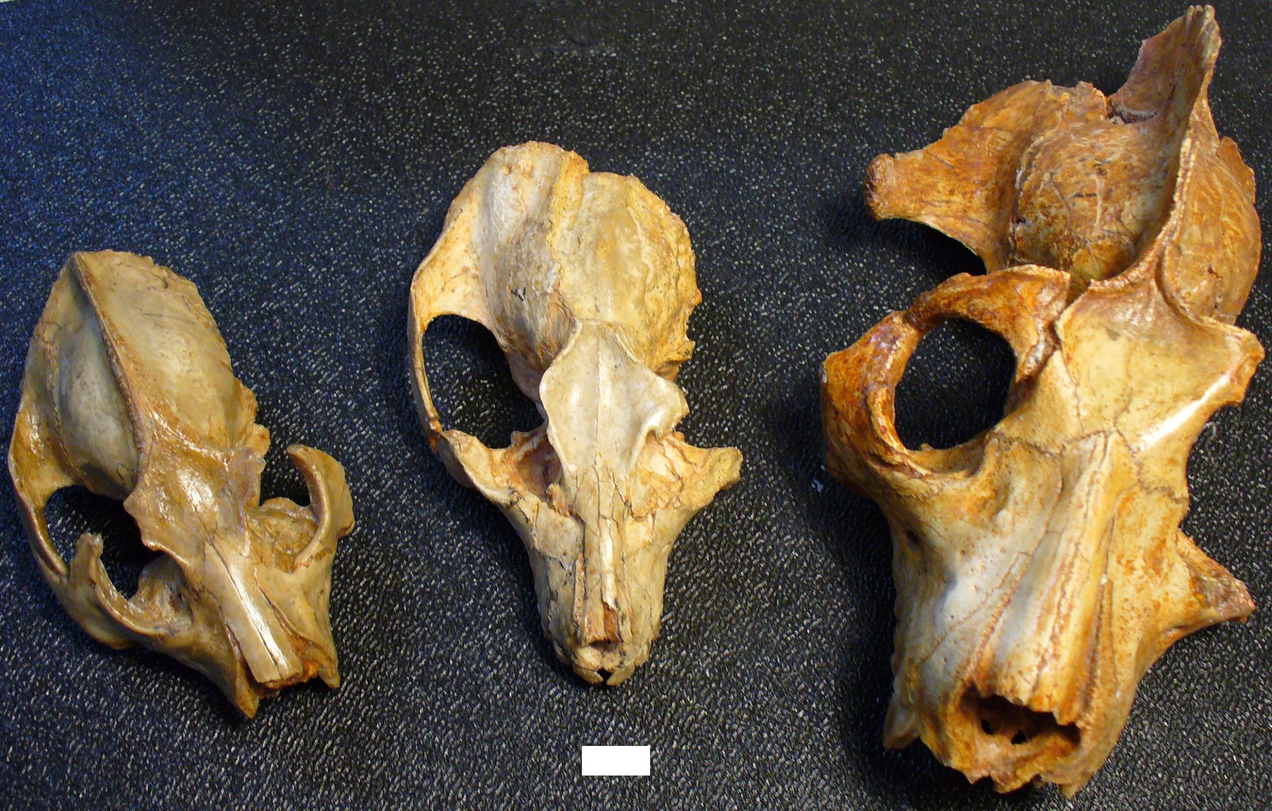 Three partial animal crania.