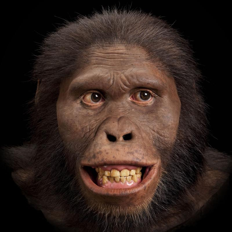 A life-like reconstruction of the face of Australopithecus africanus, smiling in anterior view.