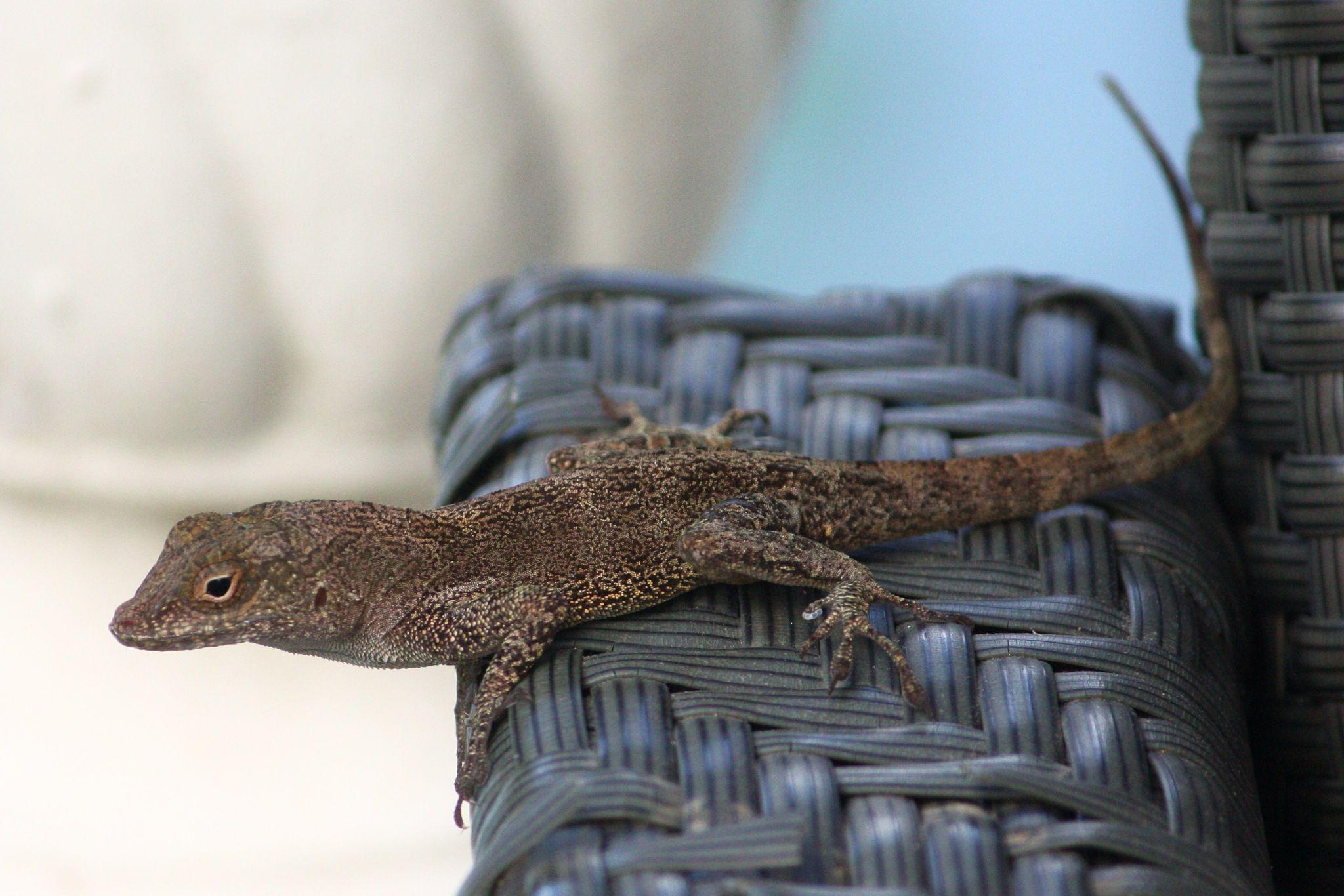 Side view of a brown speckled lizard laying on a plastic lawn chair.