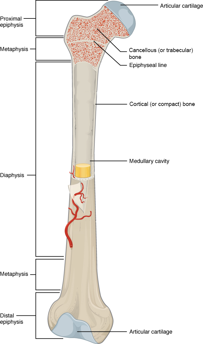 A femur with parts of bone cut away to show regions.