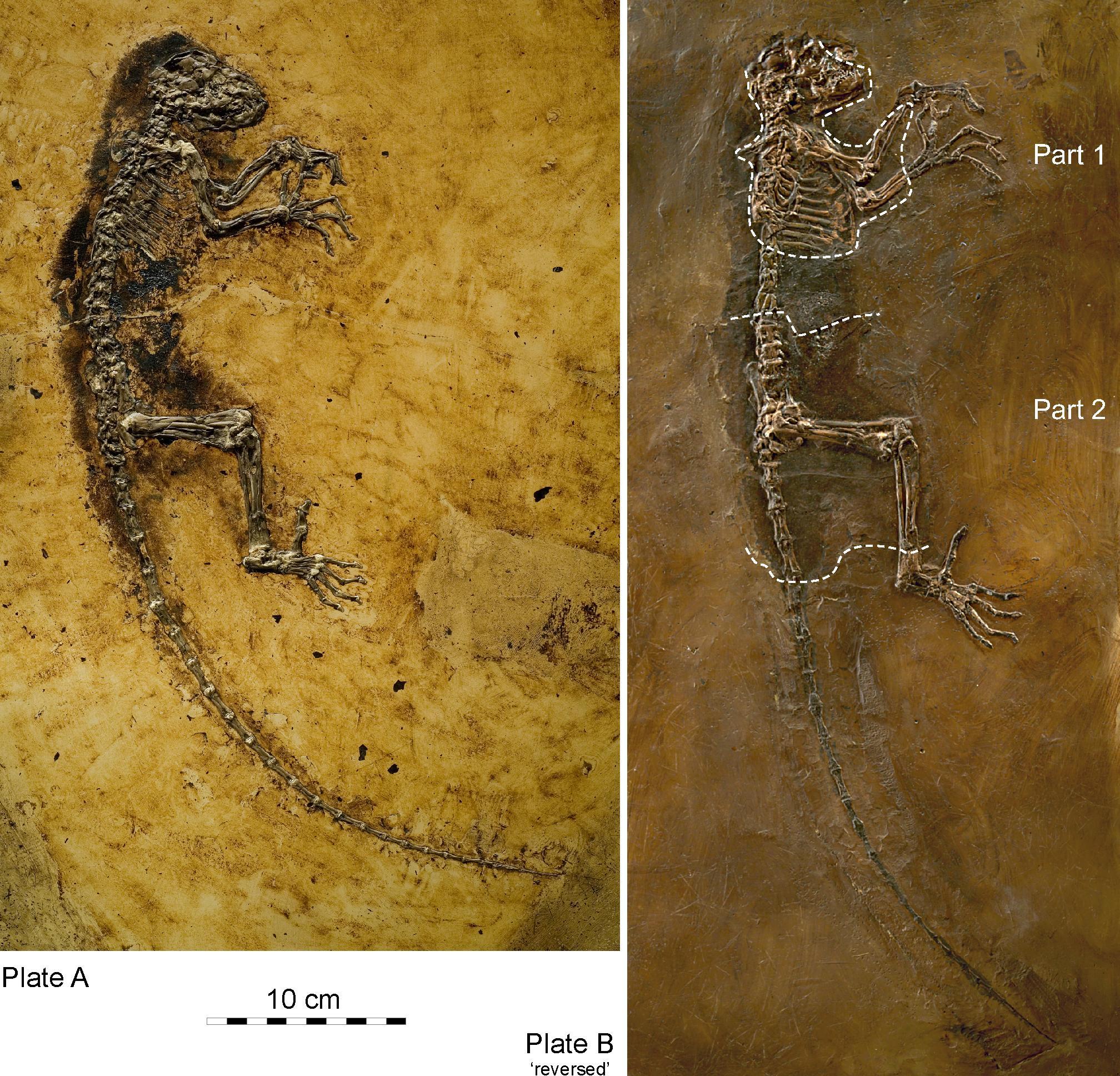 Side views of small rodentlike skeleton with long tail.