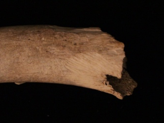 Parallel tooth marks etched by a rodent’s front teeth visible on the end of an animal bone.