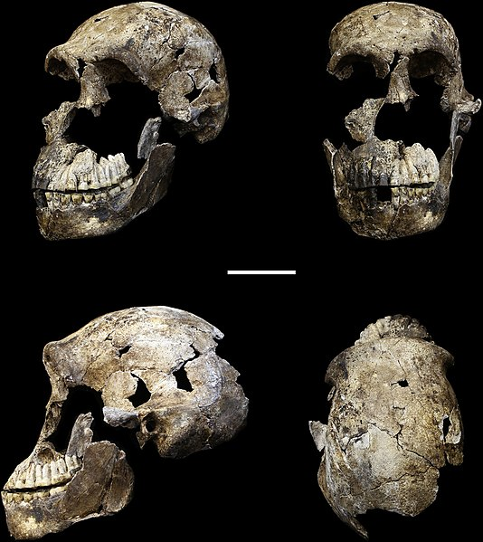 Photograph of four different views of the LES1 Homo naledi skull set against a black background.