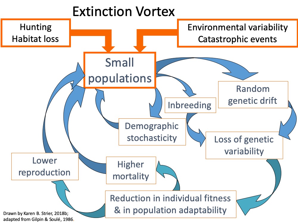 A drawing illustrates the extinction vortex.