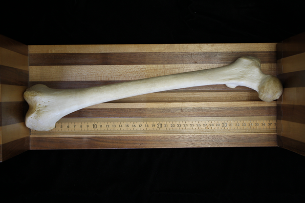 A femur is measured using a wooden osteometric board.