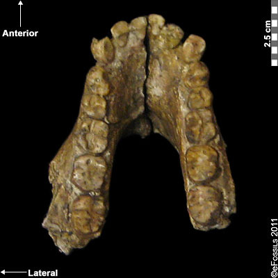 Occlusal view of an Au. anamensis mandible, with relatively large teeth, including canines.