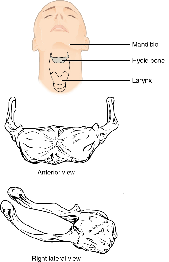 Anterior and lateral views of hyoid bone.