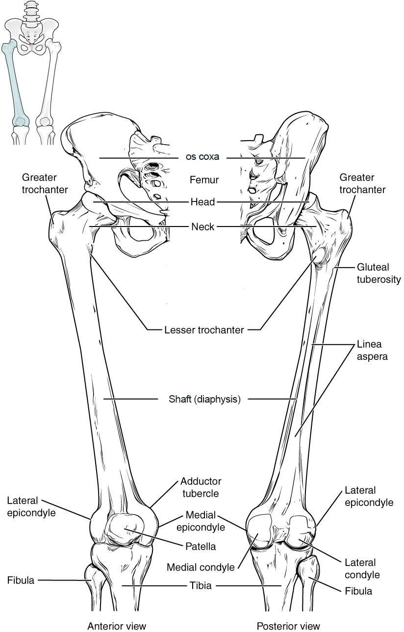Anterior and posterior views of the bones of the hip, knee, and thigh.