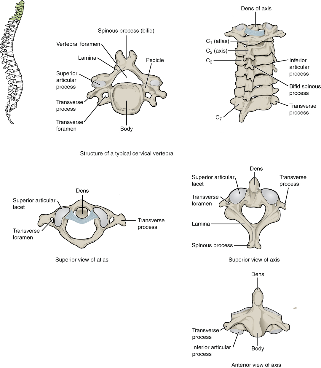 A typical cervical vertebra, C1, C2, and cervical vertebrae in articulation.