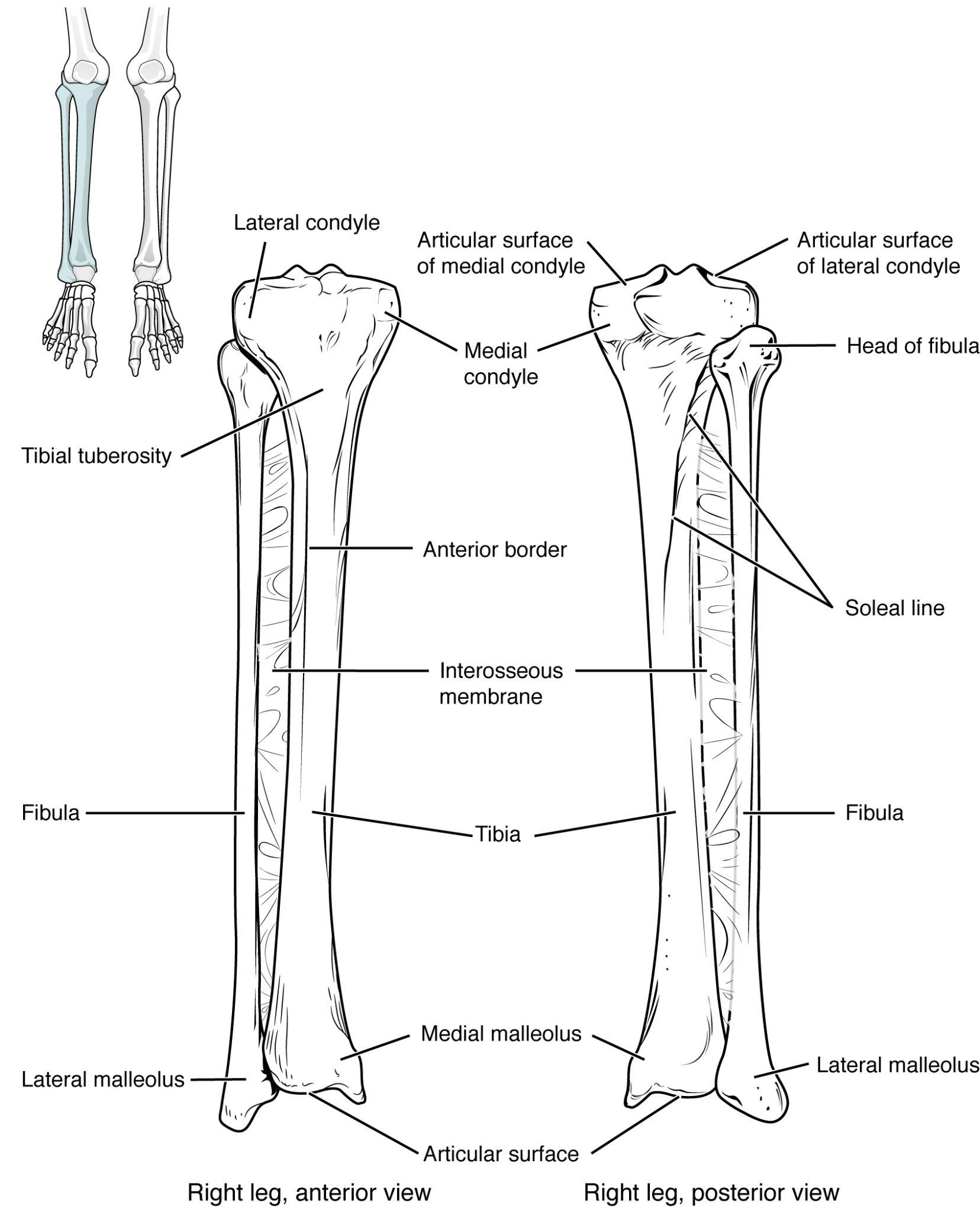 Anterior and posterior views of tibia and fibula in articulation.