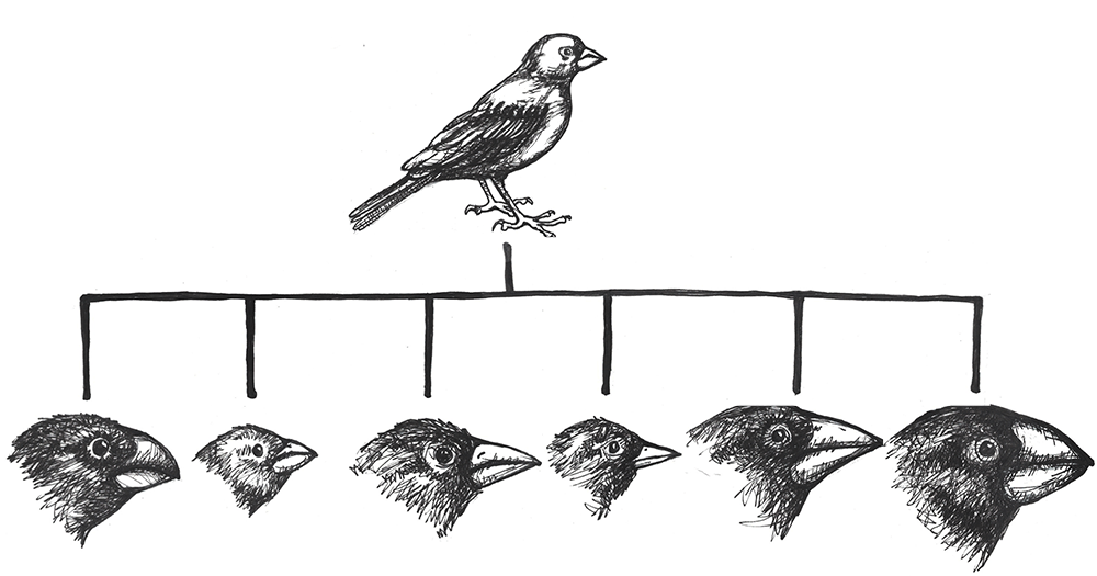 A family tree of finches with different sized beaks.