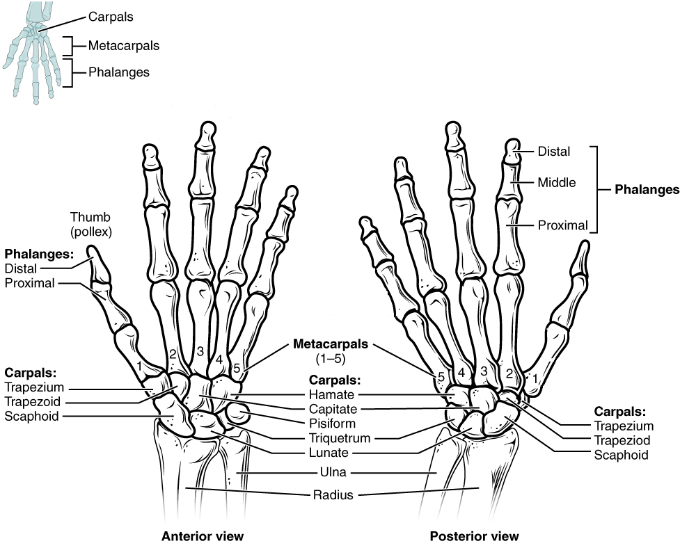 Wrist and hand bones in articulation, in anterior and posterior views.