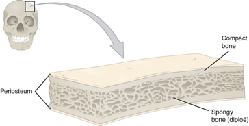 Cranial bone cross section called a periosteum with spongy bone (diploe) and compact bone labeled. Compact bone is a thin slice at the top and bottom and is smooth and hard. Spongy bone is in the middle and has irregular holes and indentations throughout.