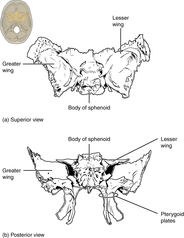 Sphenoid with labels.