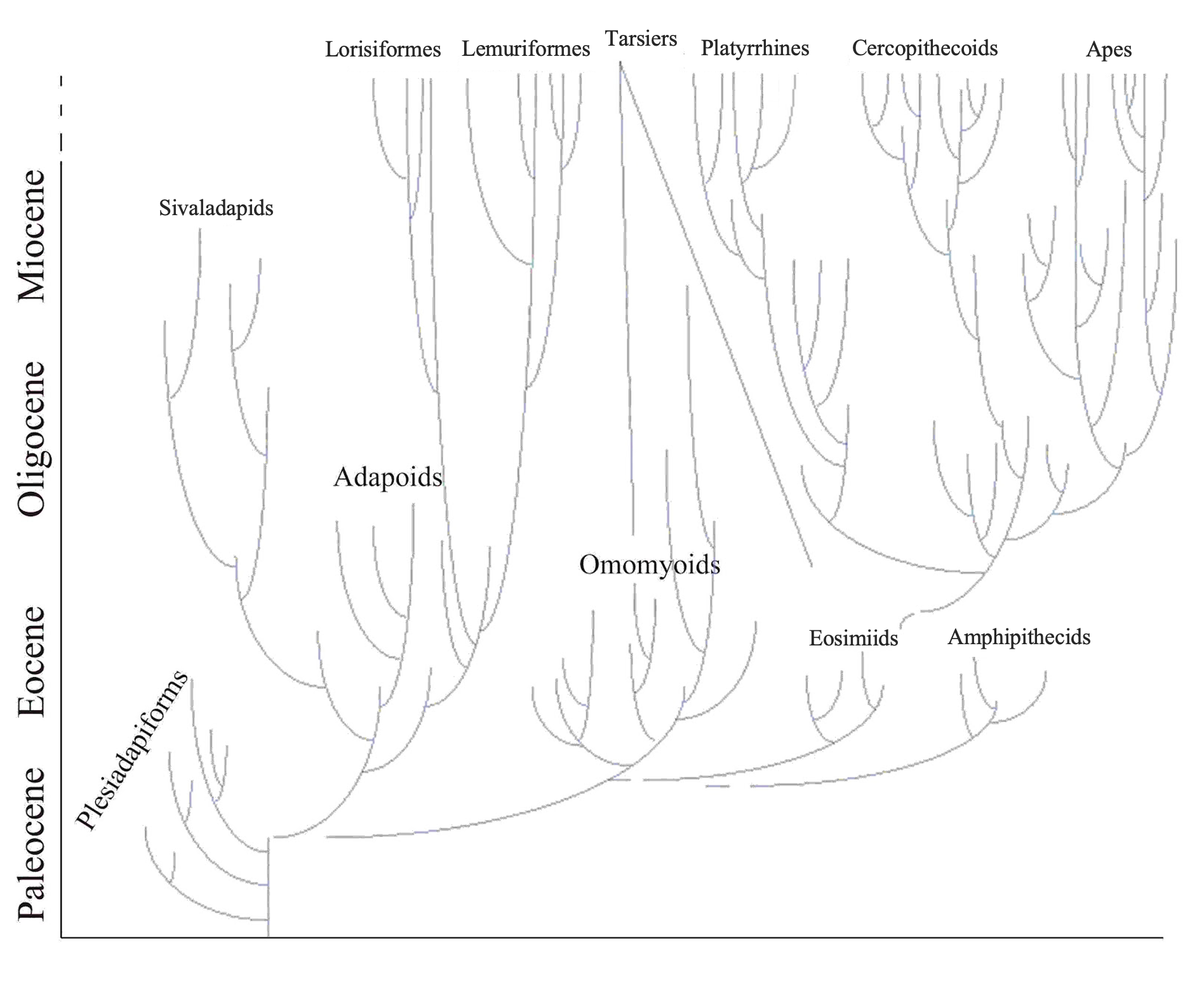 Diagram shows primates descended from Plesiadapiforms.