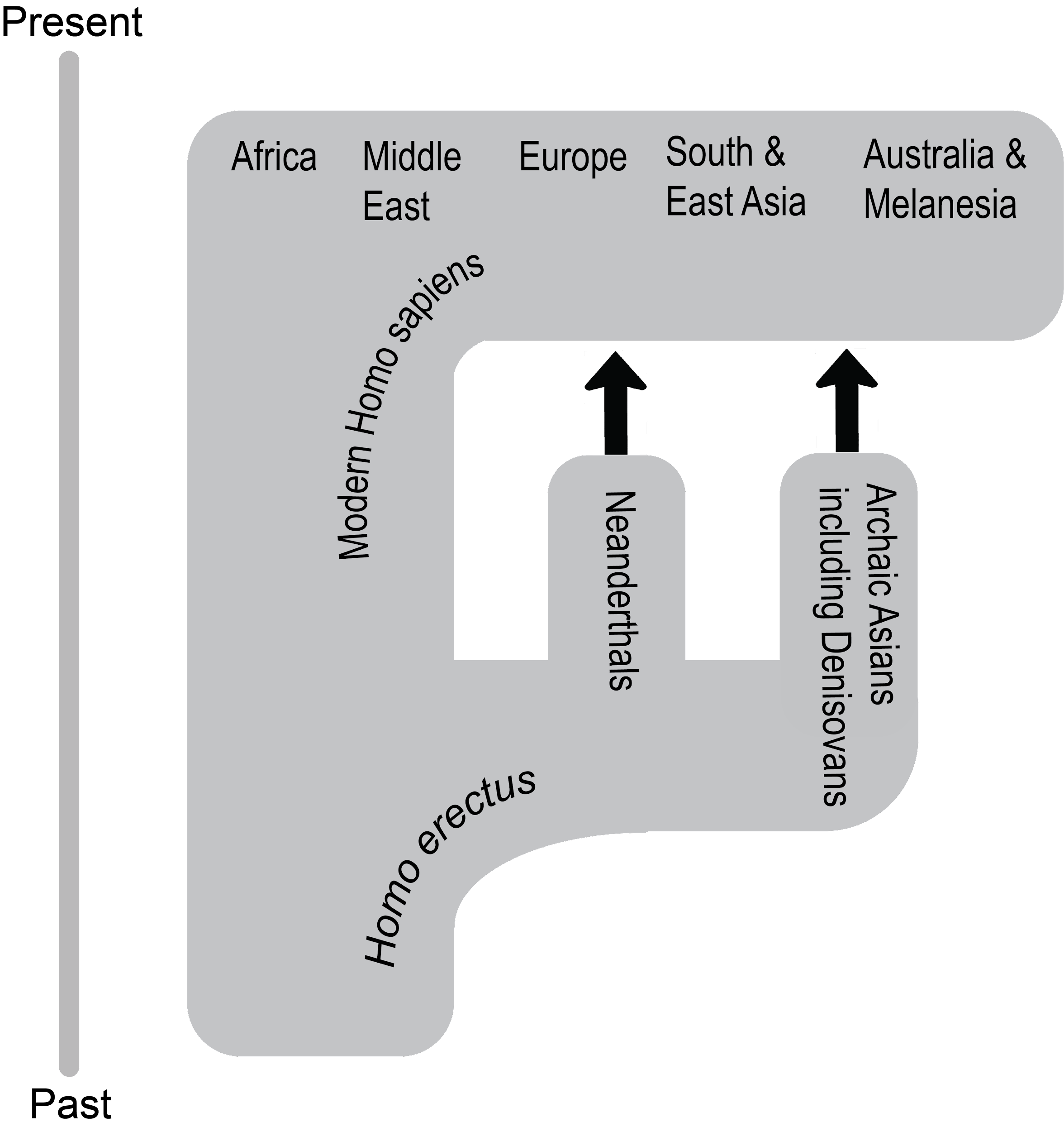 African Homo erectus expands and gives rise to archaics and modern Homo sapiens groups.