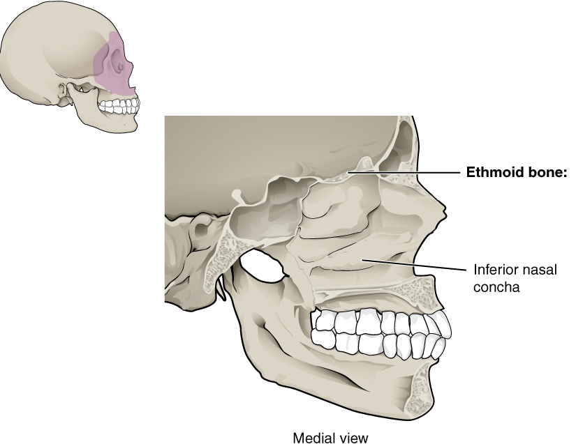 Midline view of skull without nasal septum.