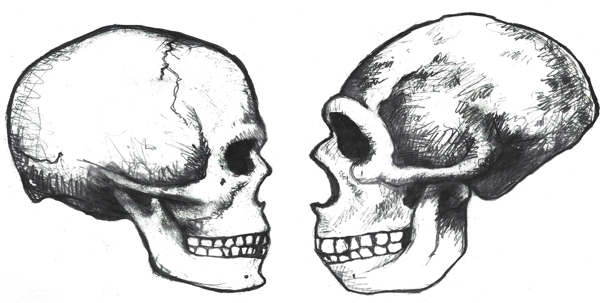 A rounded skull facing a robust skull with sloping forehead.