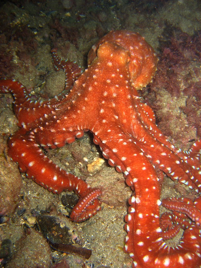 Large orange octopus on ocean floor.