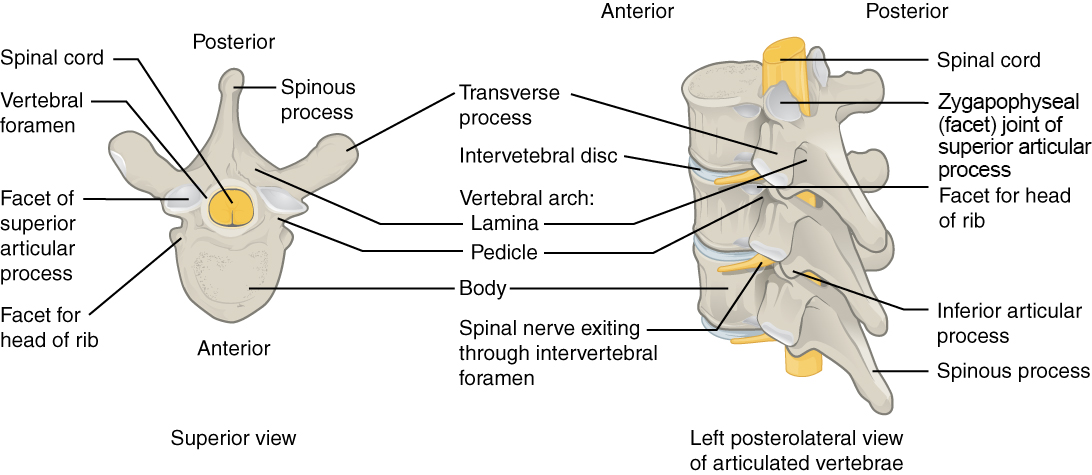 Superior view of vertebra, and three vertebrae in articulation.
