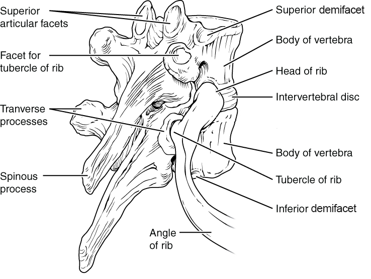 Rib articulating at thoracic vertebrae.