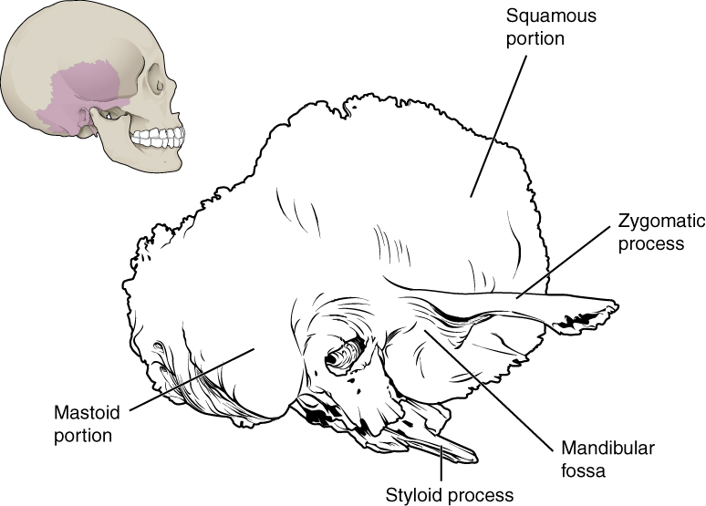 Temporal bone with parts labeled.