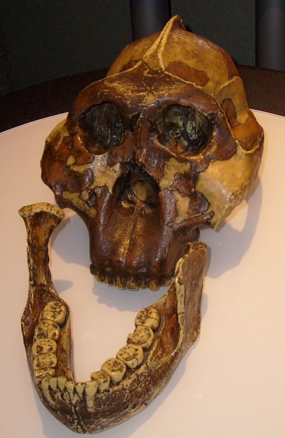A skull has a pronounced sagittal crest, flaring cheekbones, and large hind teeth.