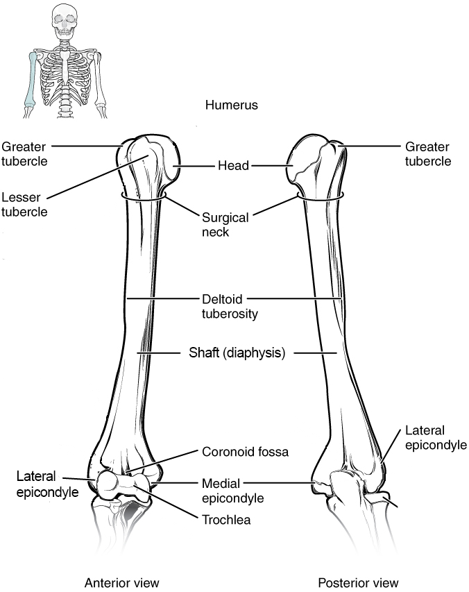 Anterior and posterior views of the humerus.