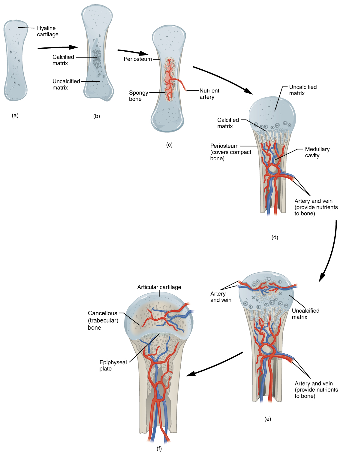 The phases of endochondral ossification.